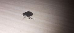 Cydnidae