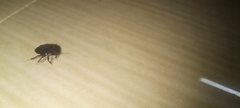 Cydnidae