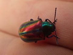 Oreina speciosa