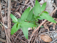 Vallesia
