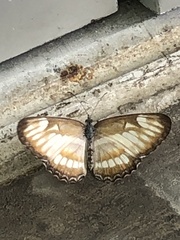 Mestra hersilia