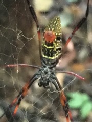 Trichonephila inaurata