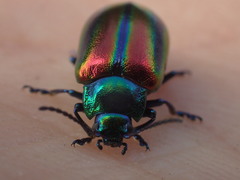 Oreina speciosa