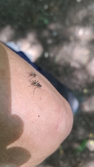 Aedes geniculatus