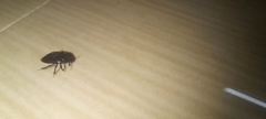 Cydnidae