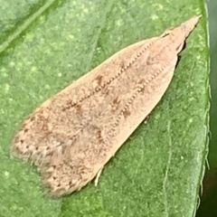 Dichomeris punctidiscellus