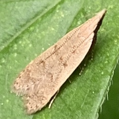 Dichomeris punctidiscellus