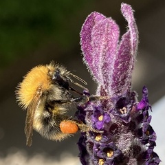Bombus pascuorum