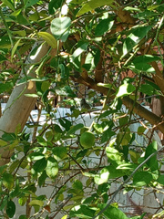 Polioptila bilineata