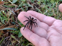 Homoeomma uruguayense