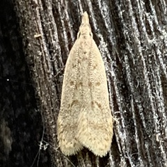 Dichomeris punctidiscellus