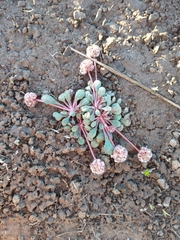 Calyptridium monospermum