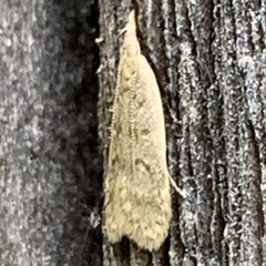 Dichomeris punctidiscellus