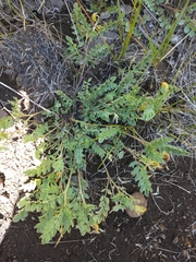 Astragalus lentiginosus chartaceus
