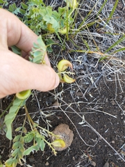 Astragalus lentiginosus chartaceus
