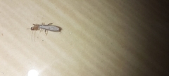 Oligotoma