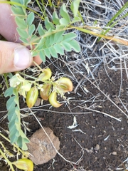 Astragalus lentiginosus chartaceus