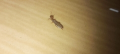 Oligotoma