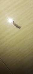 Oligotoma