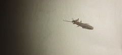 Oligotoma