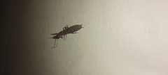Oligotoma