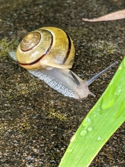 Cepaea