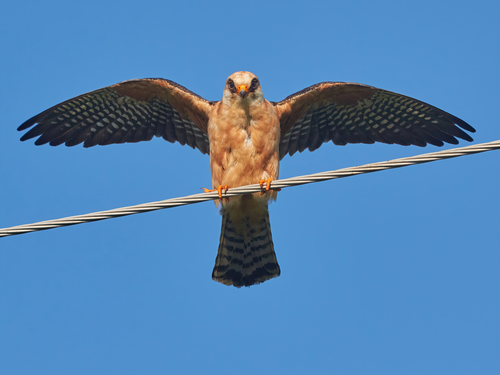 Red-footed Falcon