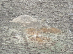 Acromyrmex lobicornis