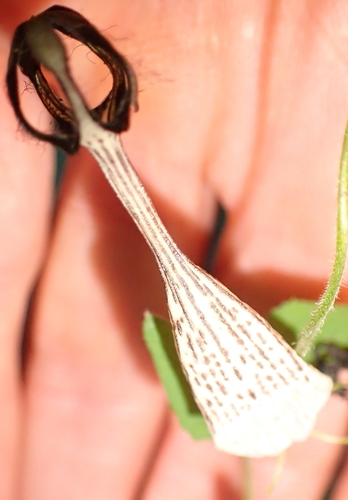Ceropegia meyeri
