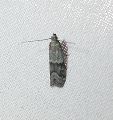 Eurythmia angulella