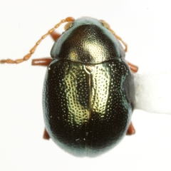 Brachypnoea rotundicollis