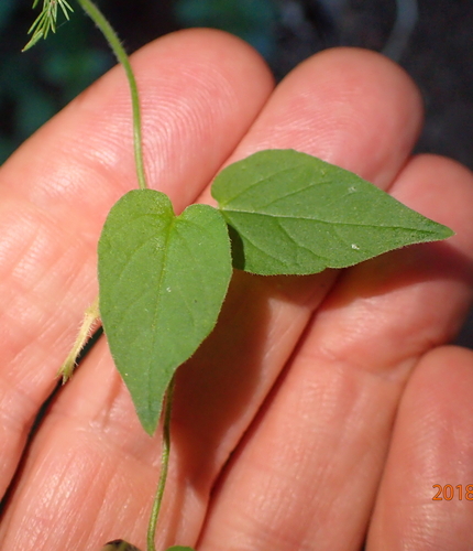 Ceropegia meyeri