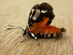 Hecatesia fenestrata