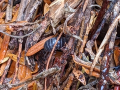 Armadillidium vulgare