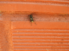 Oedopeza ocellator