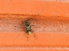 Oedopeza ocellator