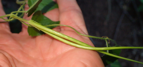 Ceropegia meyeri