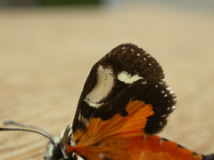 Hecatesia fenestrata