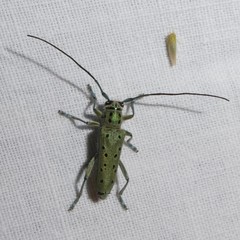 Saperda punctata