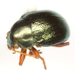 Brachypnoea rotundicollis