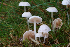 Entoloma sericellum