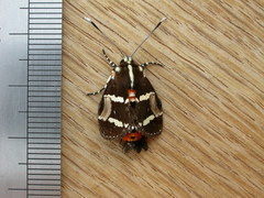 Hecatesia fenestrata