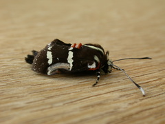 Hecatesia fenestrata