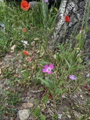Agrostemma githago