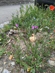 Agrostemma githago