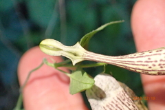 Ceropegia meyeri