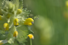 Rhinanthus alectorolophus