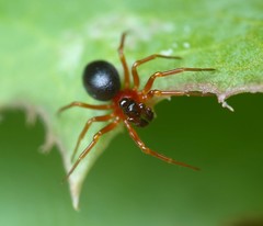 Pelecopsis bucephala