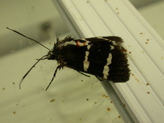 Hecatesia fenestrata