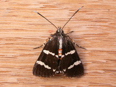 Hecatesia fenestrata